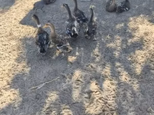 Ducks