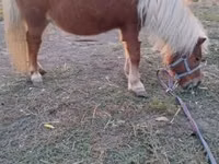 Madyan, Shetland Pony — foto 4