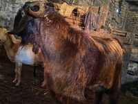 Keçi, Kamori goats — foto 2
