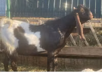 Kozioł, Kamori goats — zdjęcie 2