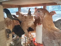 Chickens — photo 3