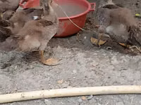 Ducks — Foto 2