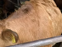 Vache, Hereford — photo 6