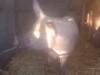母猪, Pigs — 照片 2