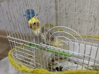Növ: Nimfa (Cockatiel) tutuquşusu Razilaşmayla Qefes quş bir yerde — Foto 1