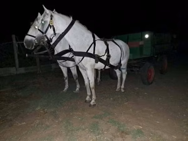 Aygır, Atlar