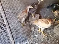 Chickens — foto 2