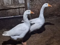 Geese — foto 1