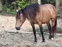 კვიცი, Black Sea breed — ფოტო 5