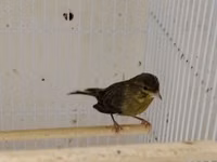Daimi qus isi ile mesqul olanlar biler bu qiymete erkek bulbul esla — сүрөт 2