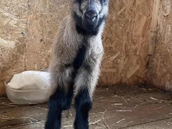 Keçi, Czech Brown Shorthaired goats