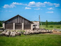 ვერძი, Romanov sheep — ფოტო 3