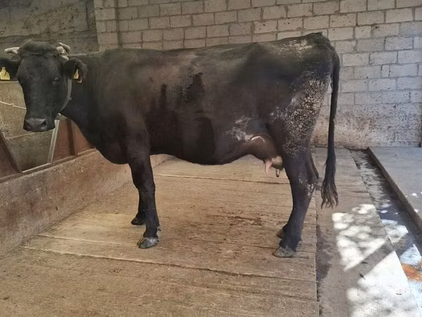 Vaca, Simmental cattle