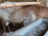 Koyunlar (parti, cinsiyet belirtilmedi), Arashan sheep — foto 3