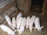 Knur, Świnie — zdjęcie 2