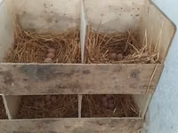 Australorp — foto 3