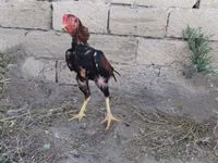 Chickens — Foto 6