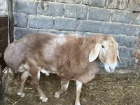 Bélier, Moutons — photo 7