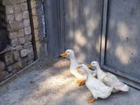 Deutscher Pekin — Foto 3