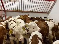 மாடுகள் (தொகுதி, பாலினம் குறிப்பிடப்படவில்லை), Simmental cattle — புகைப்படம் 2