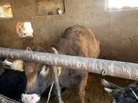 İnek, Russian Black pied cattle — foto 5