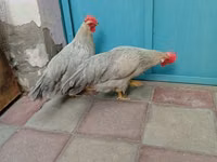 leghorn — foto 3