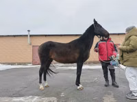 Klisna, Akhal-Teke — foto 2