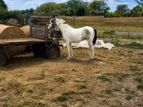 Jument, Chevaux