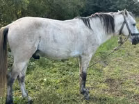 Koń, Konie — zdjęcie 1
