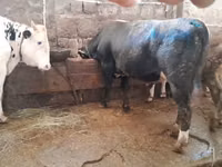 Buğa, Simmental cattle — foto 4