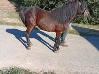 Cheval, Chevaux — photo 4