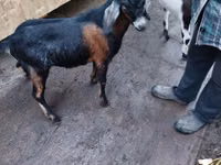 Kozioł, Nubian Goat — zdjęcie 1
