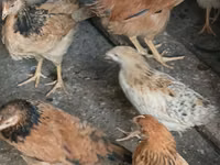 Chickens — Foto 1