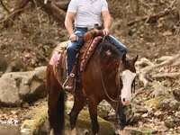 Айғыр, Quarter Horse — 4-сурет
