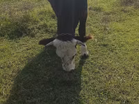 பசு, Simmental cattle — புகைப்படம் 2