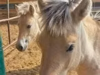 Stute, lcelandic horse — Foto 3