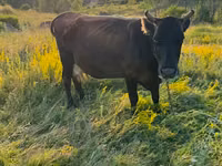 Krava, Skot — foto 1