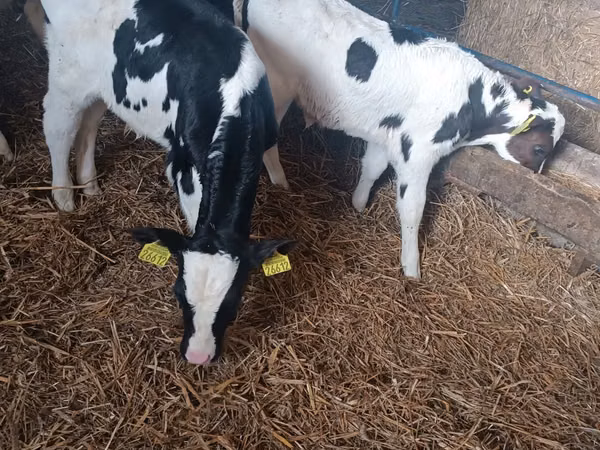 公牛, Russian Black pied cattle