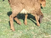 Bélier, Moutons — photo 2