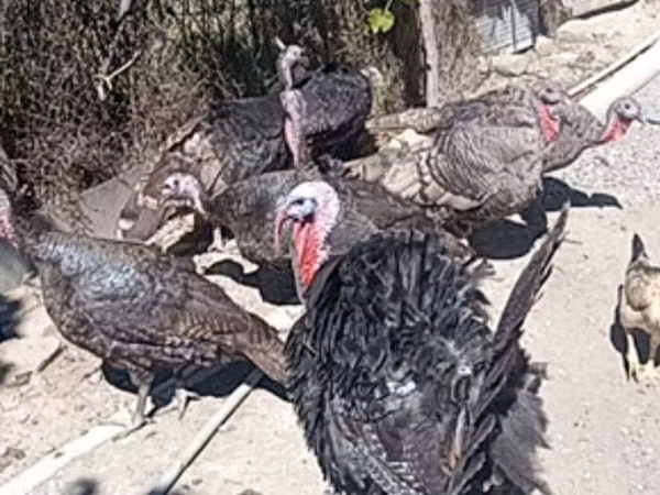 Turkeys