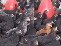 Chickens — 写真 2