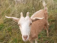 Cabra, Cabras — foto 4