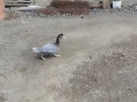 Ducks — photo 1