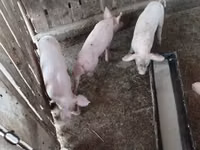 Чочколор (партия, жынысы көрсөтүлгөн эмес) — сүрөт 3