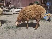 Sheep, Sheep — photo 1