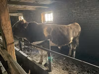 Toro, Simmental cattle — foto 3