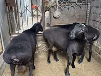 मेढ़ा, भेड़ — फ़ोटो 2
