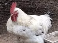 Chickens — foto 2