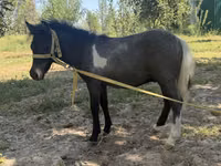 雌馬, Australian Pony — 写真 2