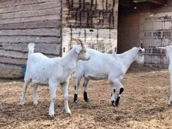 Keçi, Saanen goat